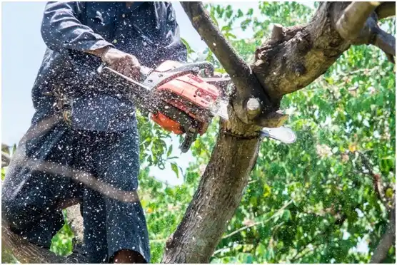 tree services Moses Lake North